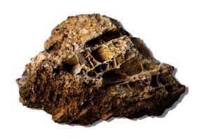 cargneulisation